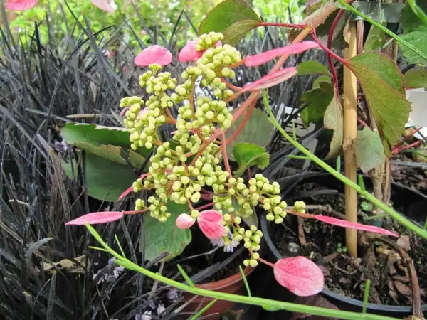 Photo of Hydrangea hydrangeoides - Leaves and Flowers:Leonara Enking