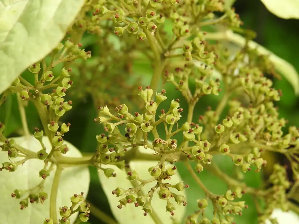 Photo of Hydrangea hydrangeoides - Schizophragma hydrangeoides flower close summer:Kathleen Moore