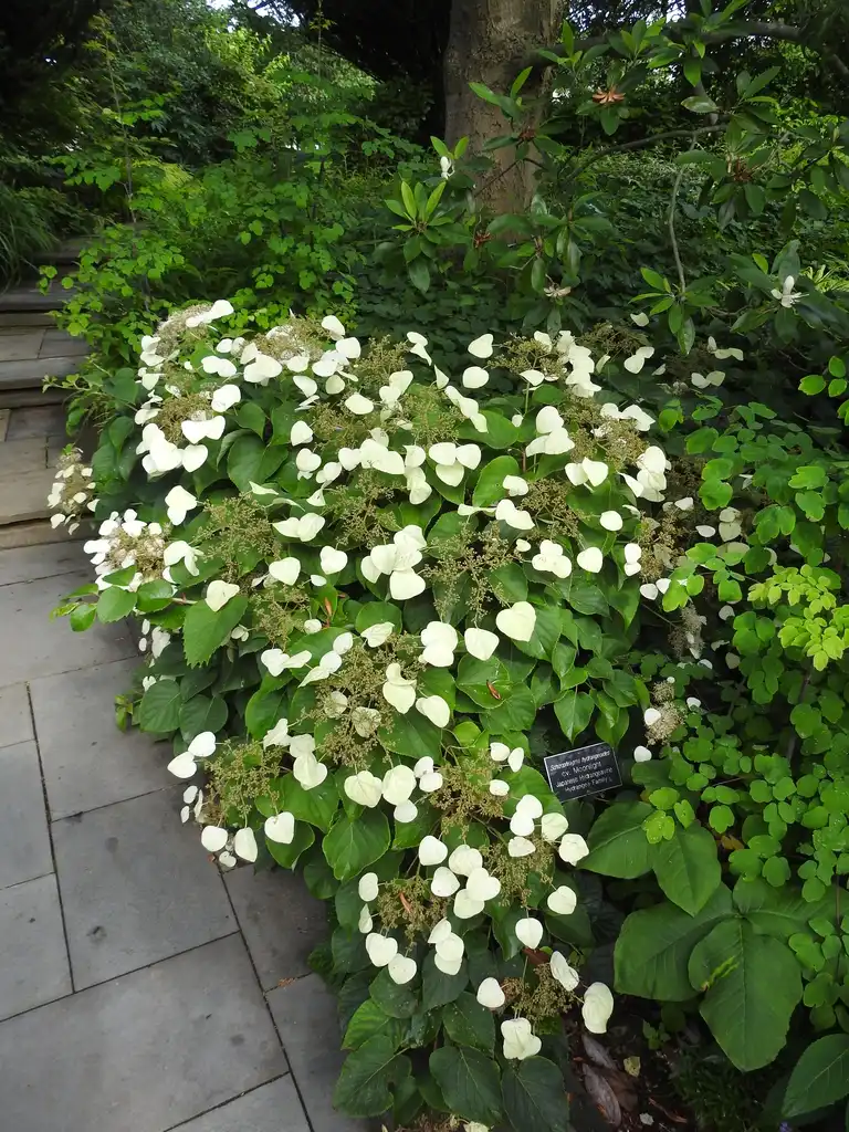 Photo of Hydrangea hydrangeoides - Schizophragma hydrangeoides form summer:Kathleen Moore