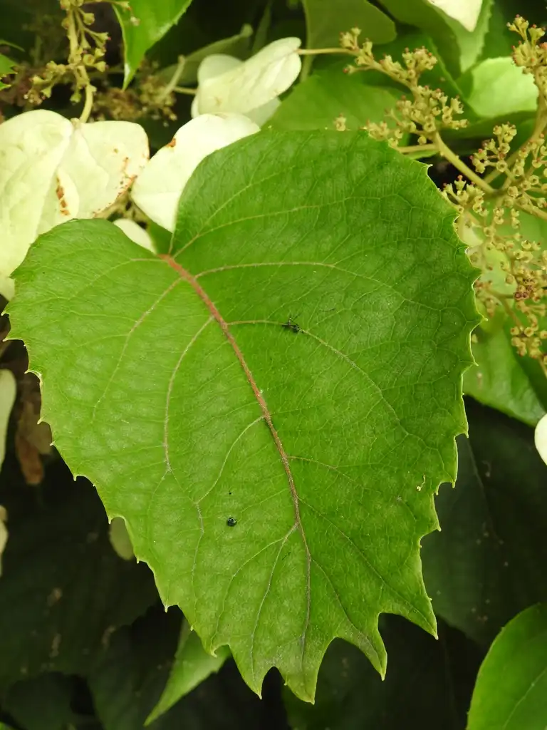 Photo of Hydrangea hydrangeoides - Schizophragma hydrangeoides leaf front summer:Kathleen Moore
