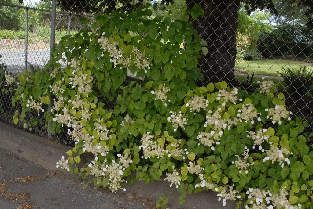 Photo of Hydrangea hydrangeoides - Form:Jim Robbins