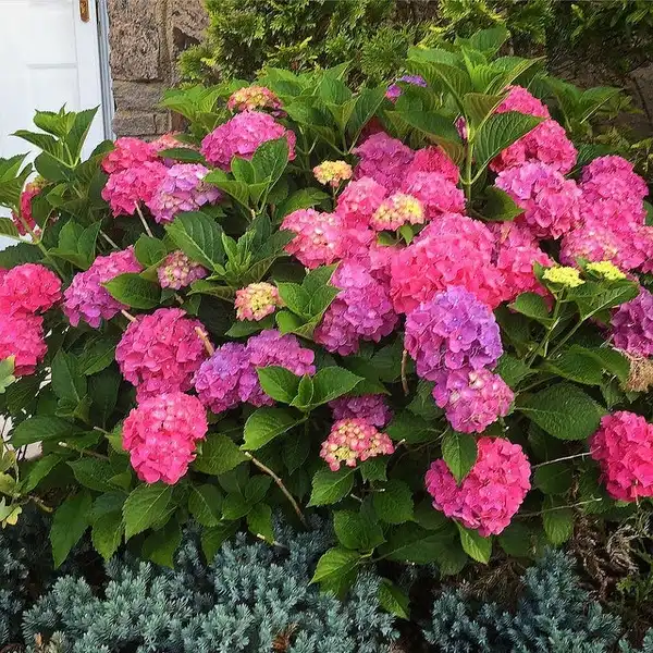 Foto de Hydrangea macrophylla 'Glowing Embers' (Hydrangea macrophylla 'Glowing Embers's)