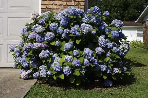 Photo of Hydrangea macrophylla (Hydrangea macrophyllas)