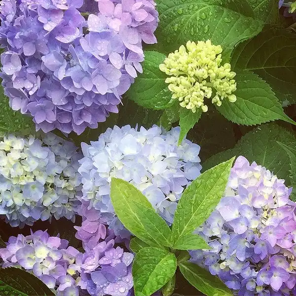 Photo of Hydrangea macrophylla (Hydrangea macrophyllas)