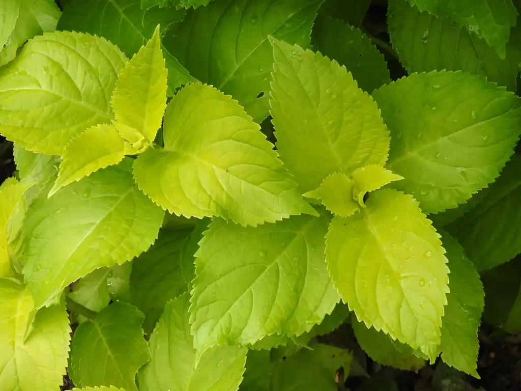 Photo of Hydrangea macrophylla - Hydrangea macrophyllya 'Lemon Daddy':Kathleen Moore
