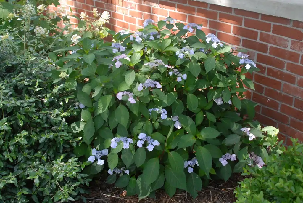 Photo of Hydrangea macrophylla - 'Lady in Red' Form:Jim Robbins