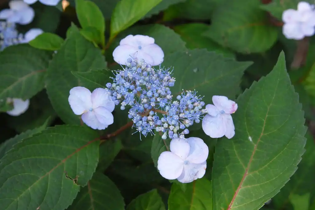 Photo of Hydrangea macrophylla - 'Lady in Red' Flower and Leaves:Jim Robbins