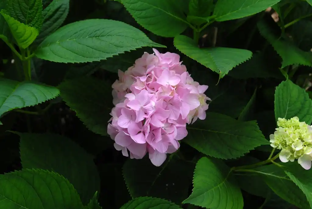 Photo of Hydrangea macrophylla - 'Dooley' Flower:Jim Robbins
