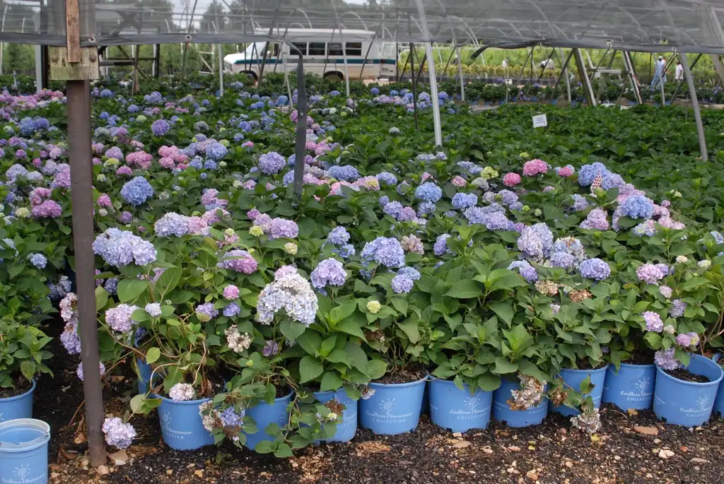 Photo of Hydrangea macrophylla - 'Endless Summer' Flower Form:Jim Robbins