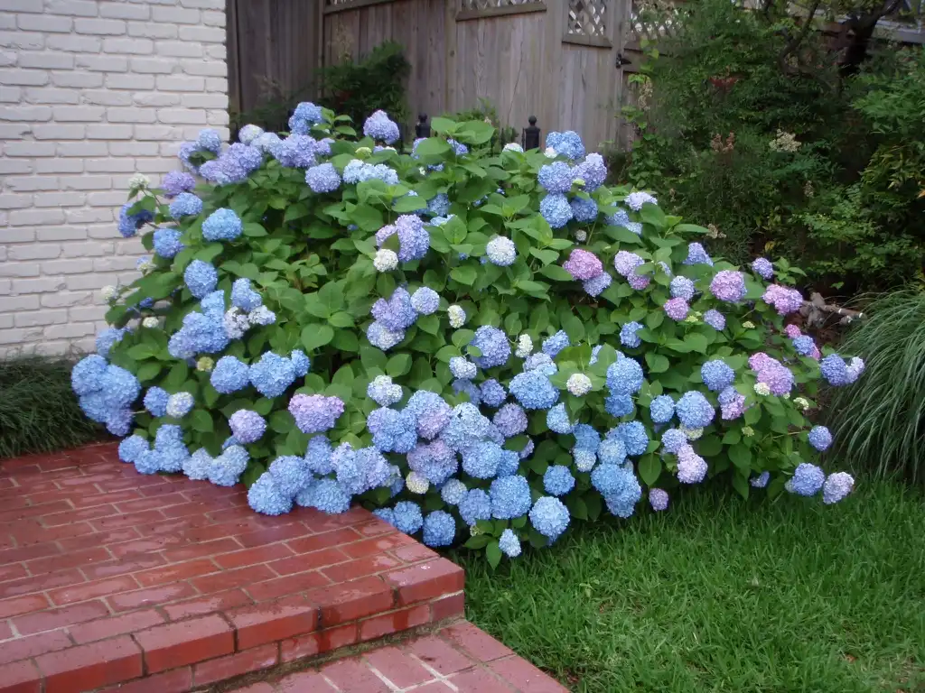 Photo of Hydrangea macrophylla - 'Penny Mac' Flower Form:Jim Robbins
