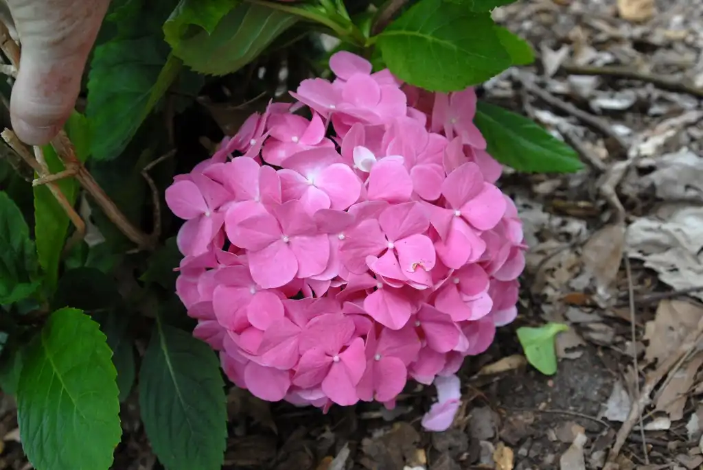 Photo of Hydrangea macrophylla - 'Todi' Flower:Jim Robbins