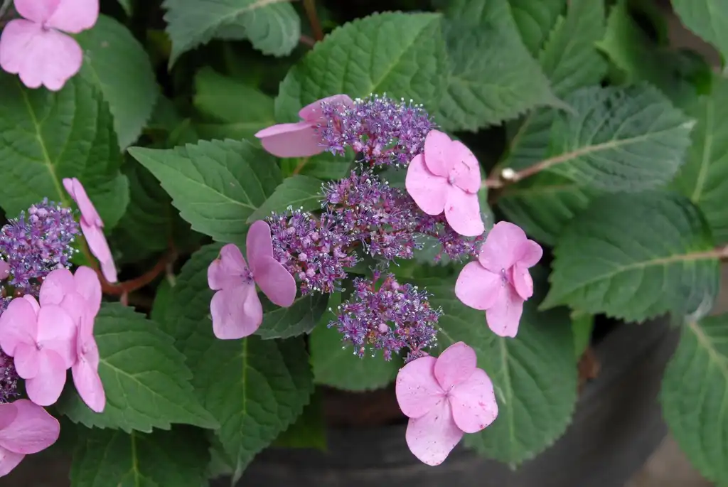 Photo of Hydrangea macrophylla - 'Twist Shout' Flower and Leaves:Jim Robbins