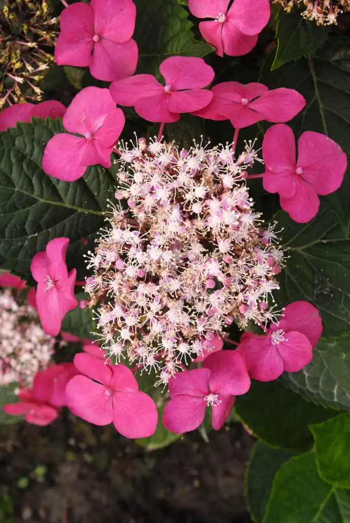 Photo of Hydrangea macrophylla - Flower Close-up:Jim Robbins