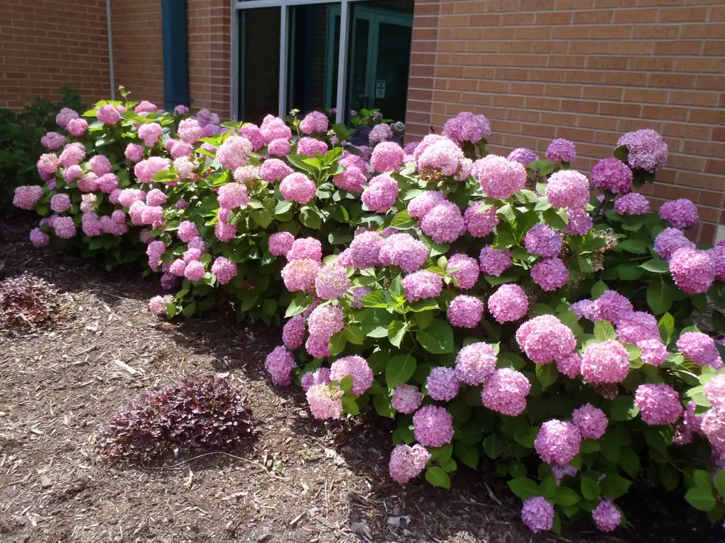 Photo of Hydrangea macrophylla - Flower Form:Jim Robbins