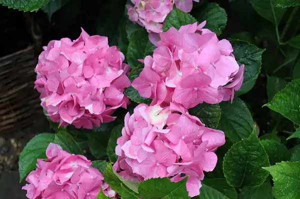 Photo of Hydrangea macrophylla - :Thistle-Garden