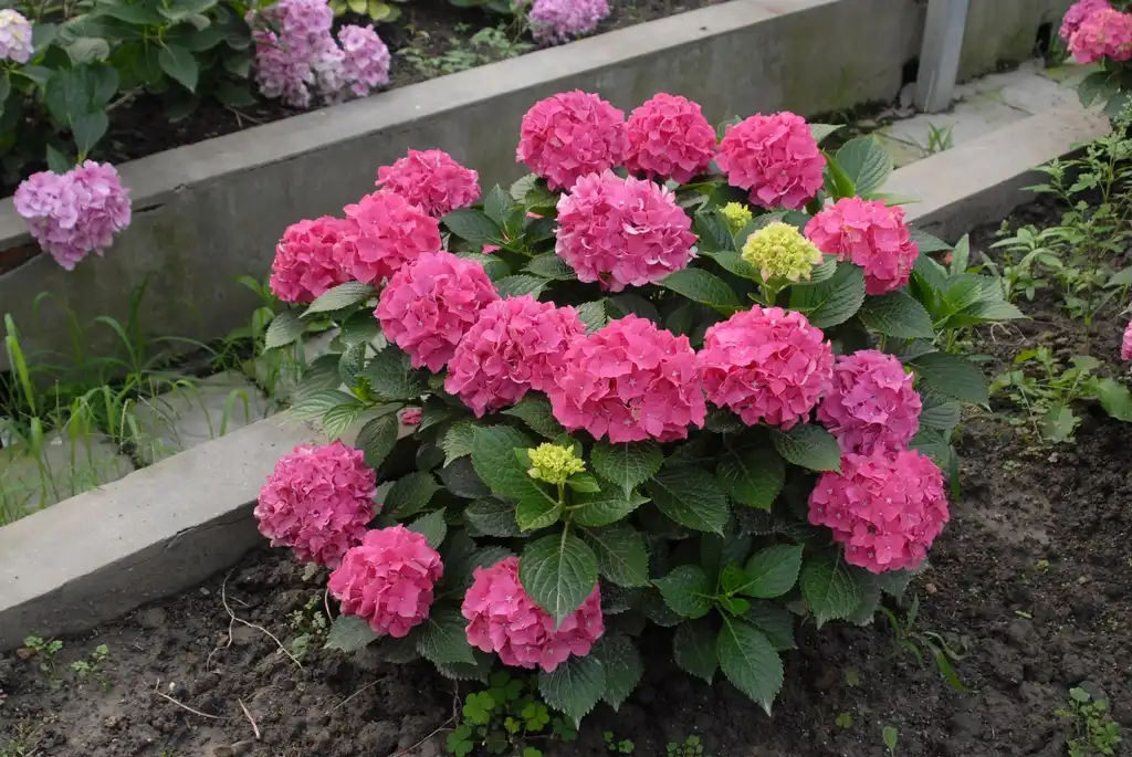 Photo of Hydrangea macrophylla - 'Cityline' Flower Form:Jim Robbins