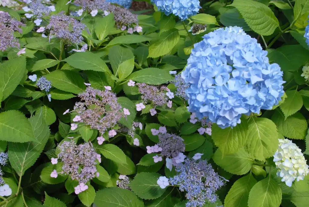Photo of Hydrangea macrophylla - 'Lacecap' Flower Form:Jim Robbins