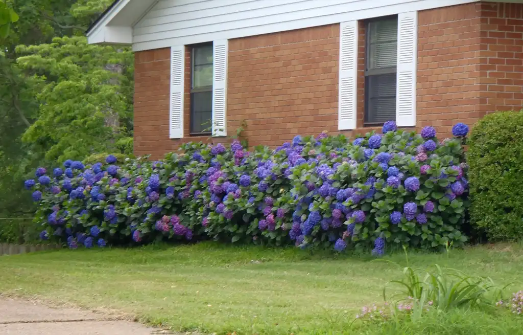 Photo of Hydrangea macrophylla - 'AcidpH' Flower Form:Jim Robbins