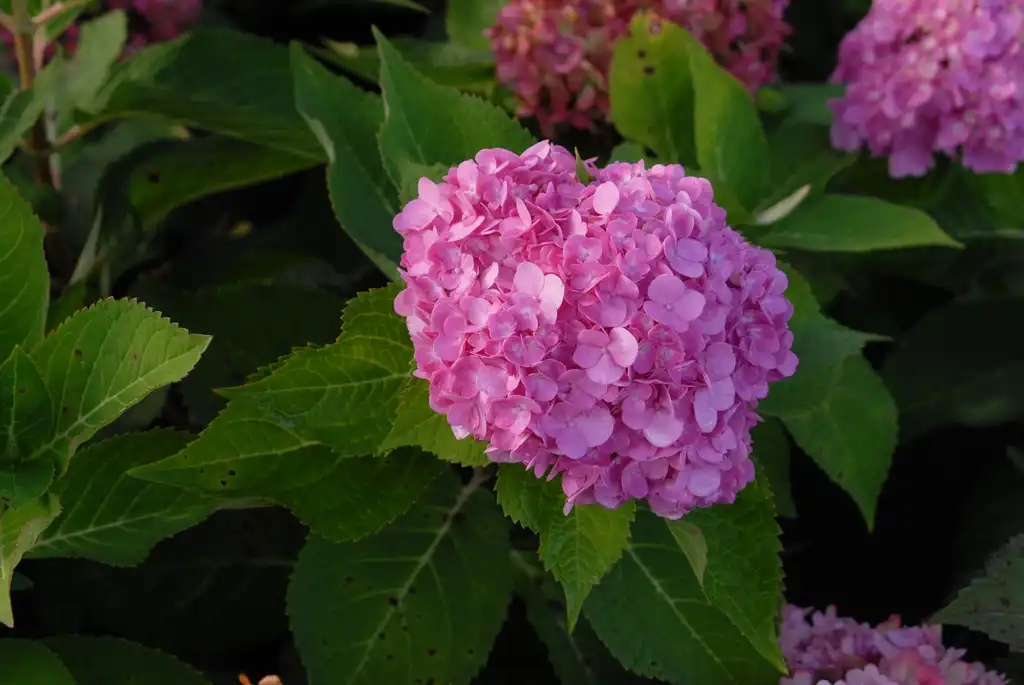 Photo of Hydrangea macrophylla - 'Endless Summer' Flower:Jim Robbins