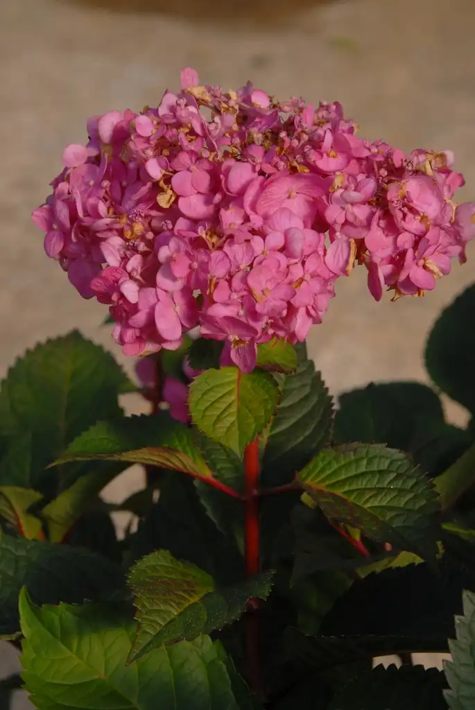 Photo of Hydrangea macrophylla - 'Bloomstruck' Flower and Leaves:Jim Robbins