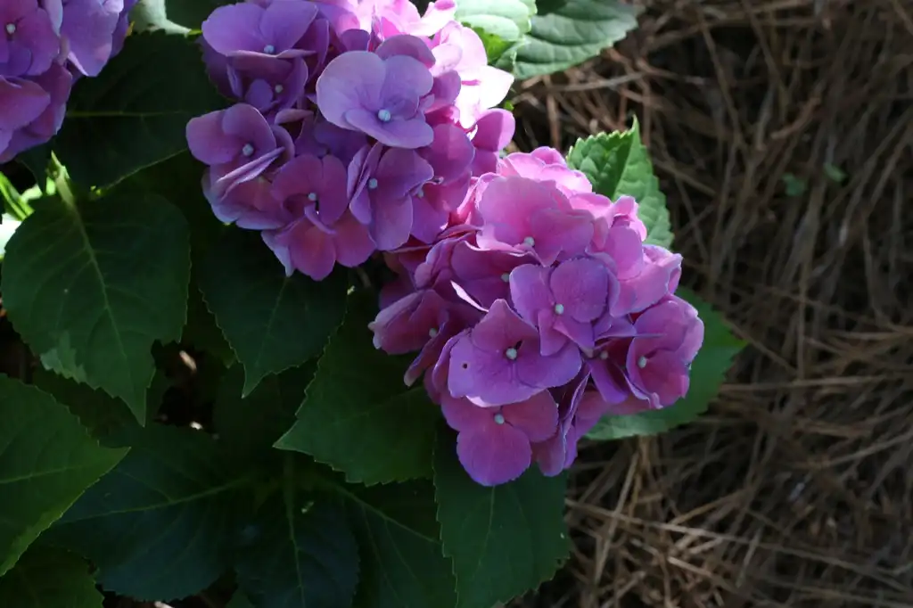 Photo of Hydrangea macrophylla - flowers, Cabarrus County, NC:Hope Duckworth