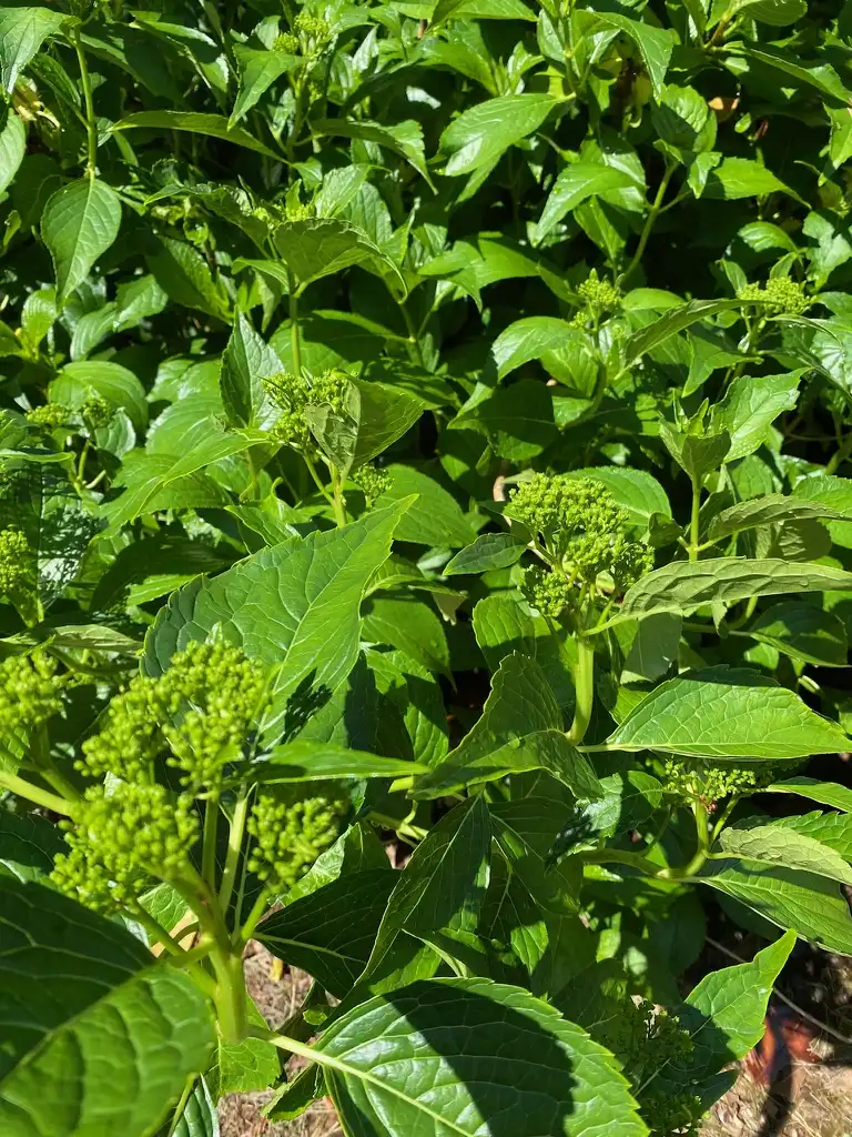 Photo of Hydrangea macrophylla - Fugi Waterfall Buds:Kathy Sill