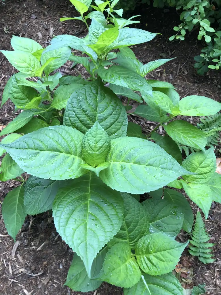 Photo of Hydrangea macrophylla - Form (Wake County,NC)-Early Summer:Cathy Dewitt