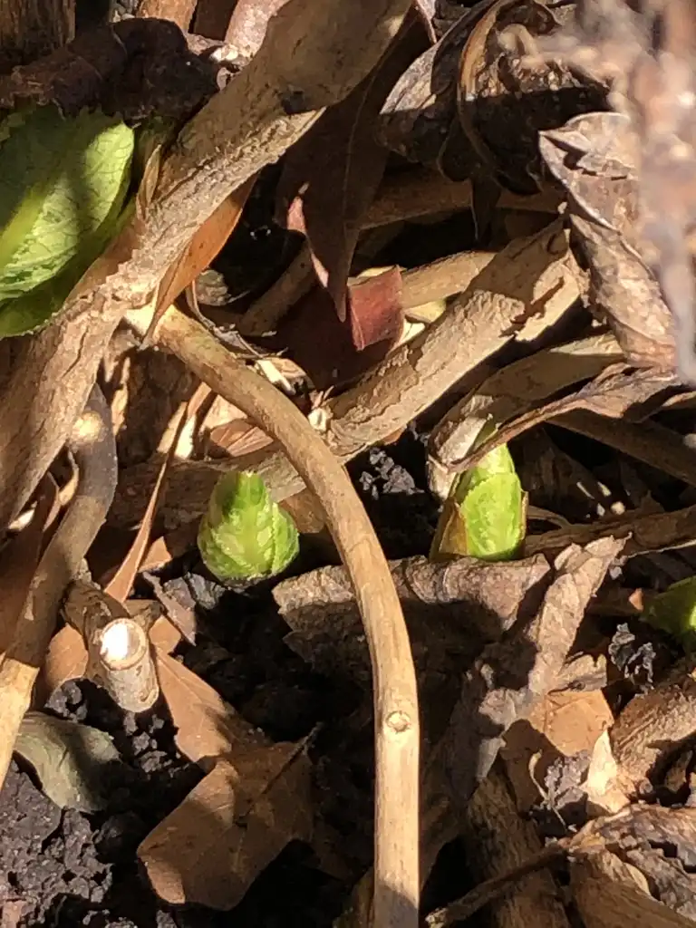 Photo of Hydrangea macrophylla - Leaf buds (Wake County, NC)-Mid Winter:Cathy Dewitt