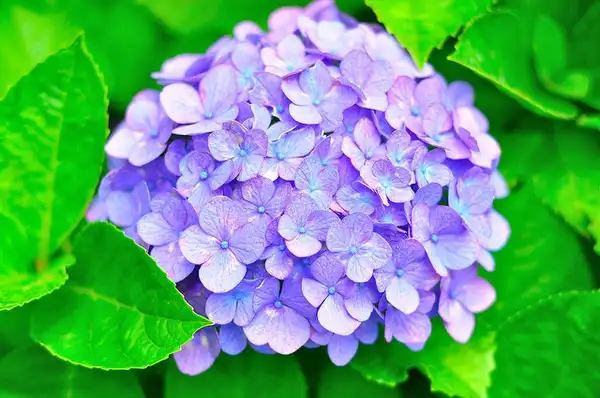 Photo of Hydrangea macrophylla - :Mahyarudin Dalimunthe