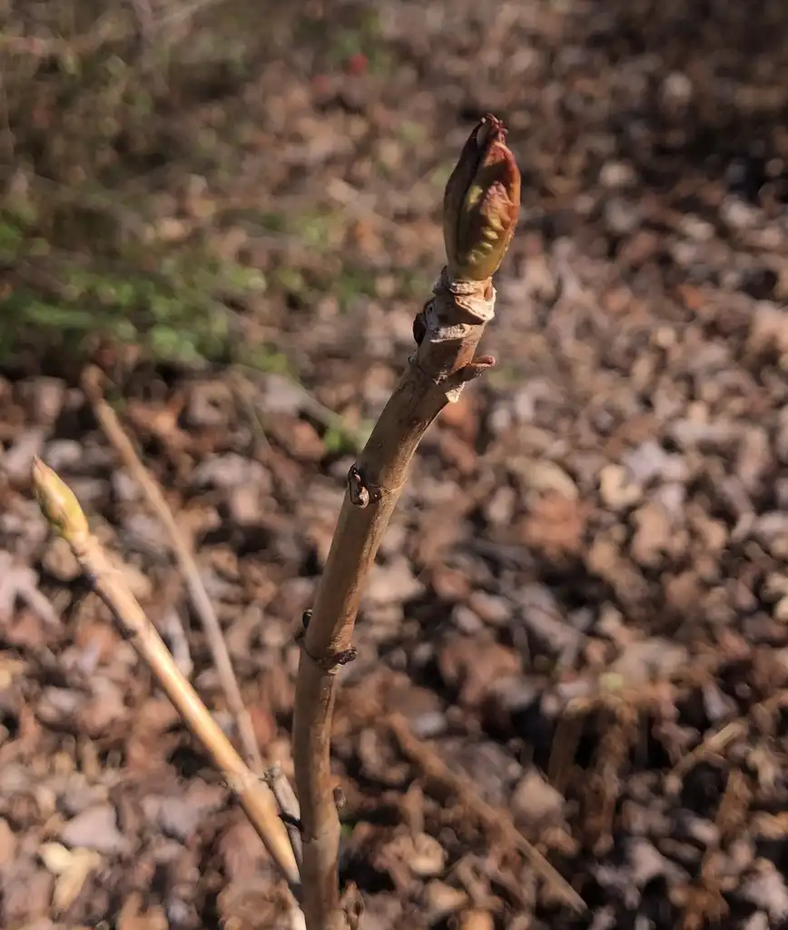 Photo of Hydrangea macrophylla - Leaf buds (Wake County, NC)-Late Winter:Cathy Dewitt