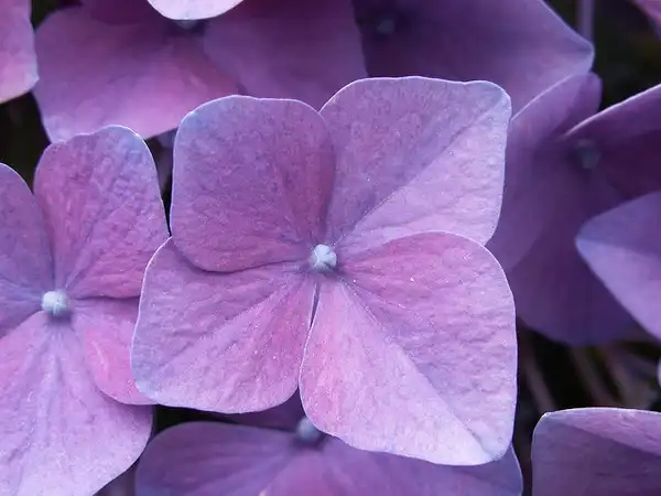 Photo of Hydrangea macrophylla - :Stuart Yeates