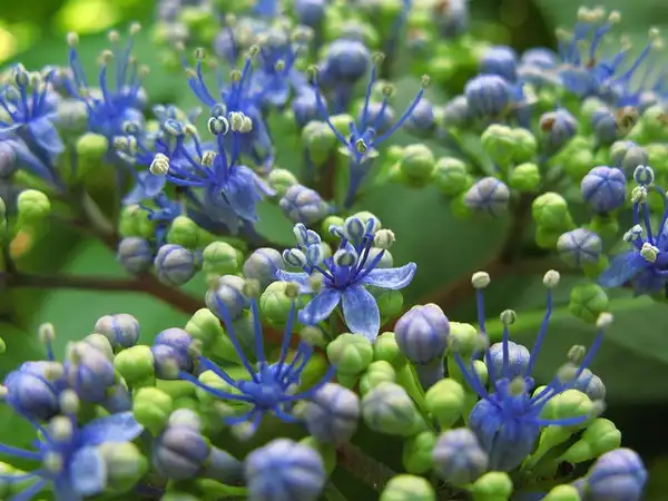 Photo of Hydrangea macrophylla - :Tanaka Juuyoh