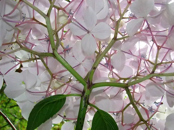 Photo of Hydrangea macrophylla - :Forest and Kim Starr