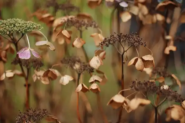 Photo of Hydrangea macrophylla - :Minnette Layne