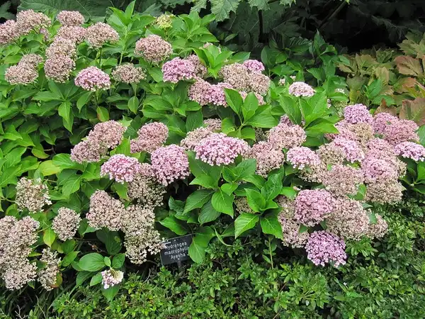 Photo of Hydrangea macrophylla - Hydrangea macrophylla 'Ayesha' growth habit:Photo by Leonora Enking