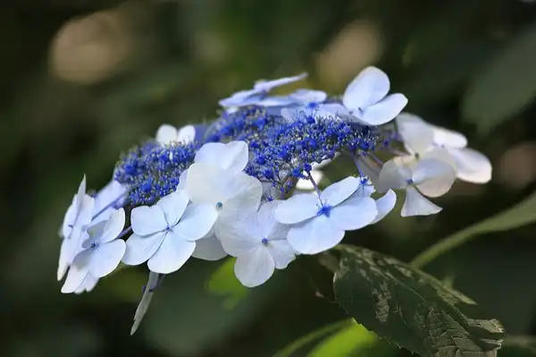 Photo of Hydrangea macrophylla - :Tanaka Juuyoh