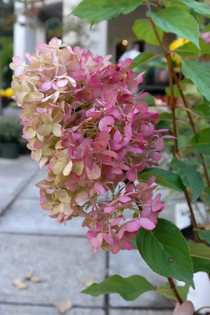 Фото Hydrangea paniculata 'Limelight' PP #12874 (Hydrangea paniculata 'Limelight' PP #12874s)