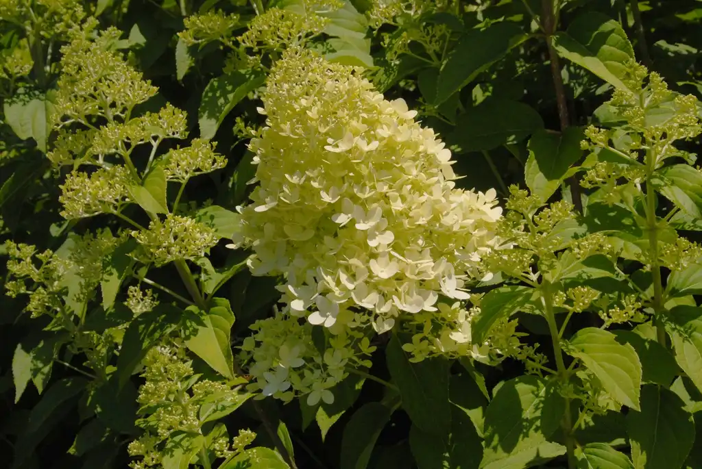 Фото Hydrangea paniculata 'Limelight' PP #12874 - Flower and Leaves:Jim Robbins