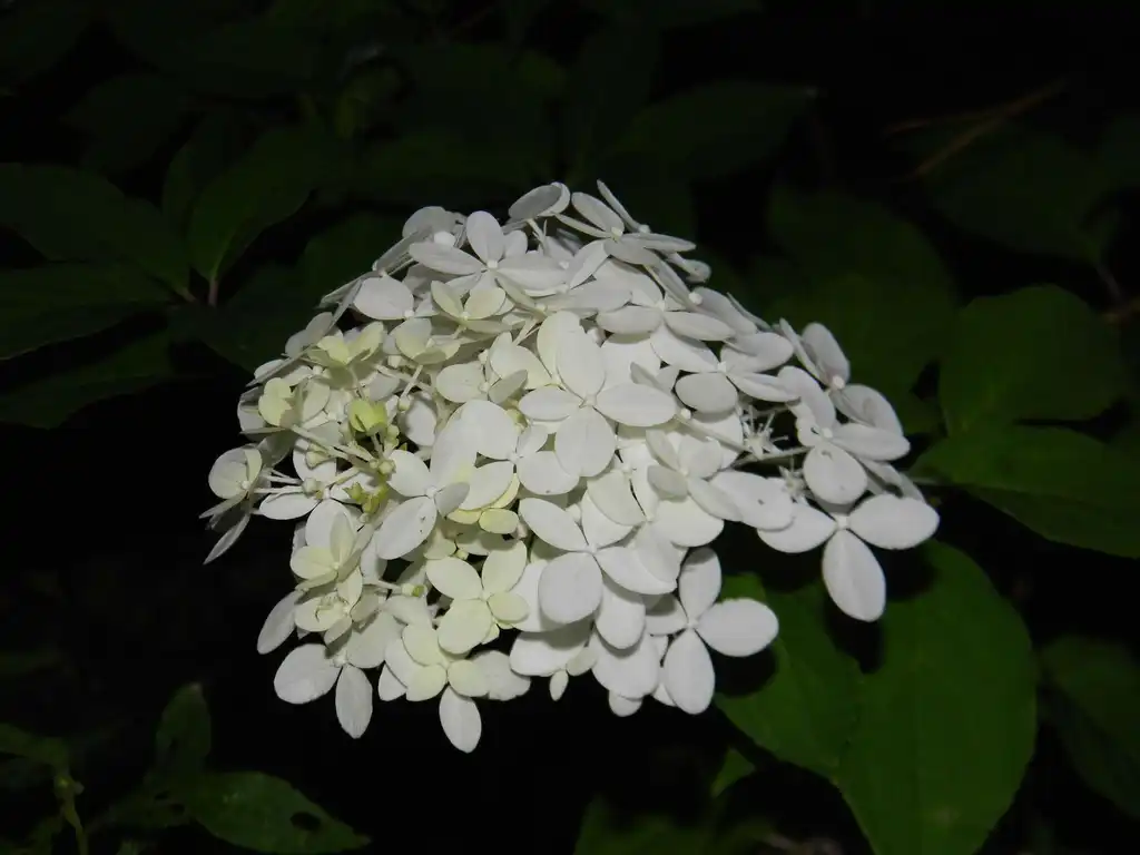 Фото Hydrangea paniculata 'Limelight' PP #12874 - Leaves (Buncombe County, NC):Randy Harter