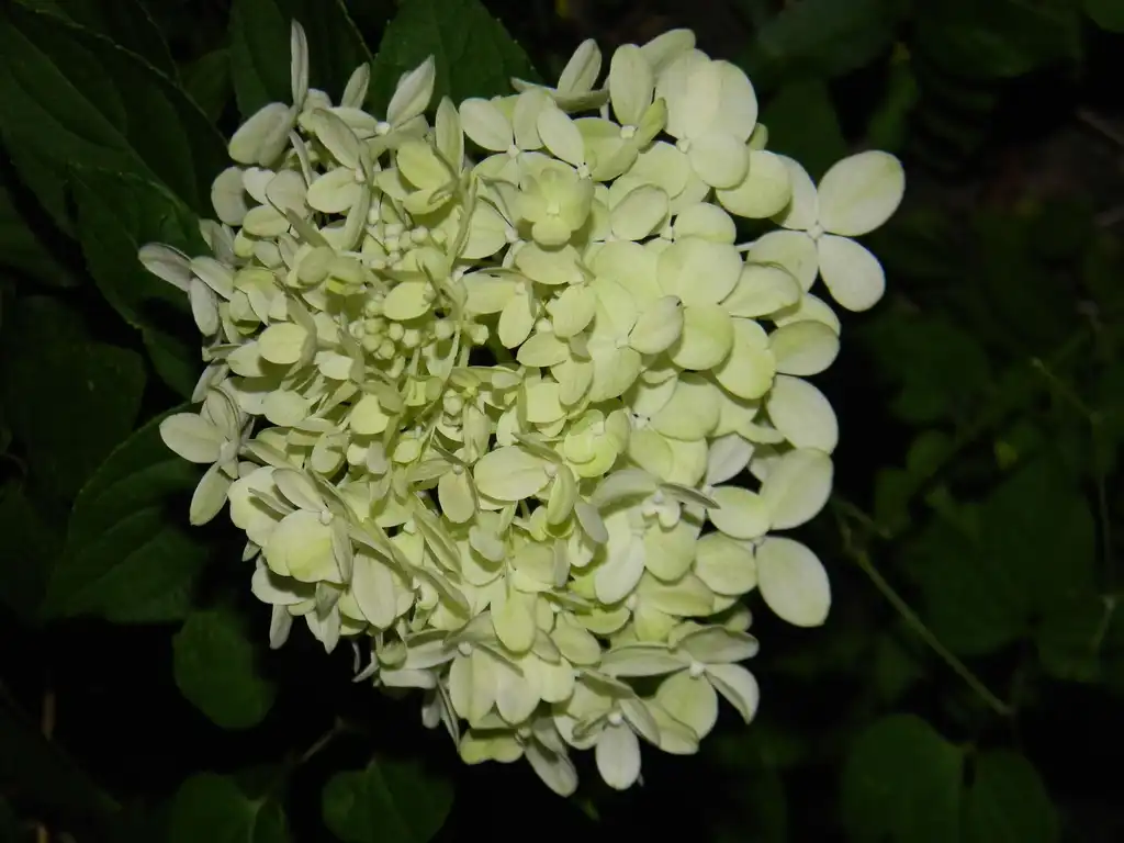 Фото Hydrangea paniculata 'Limelight' PP #12874 - Flower buds and leaves (Buncombe County, NC):Randy Harter