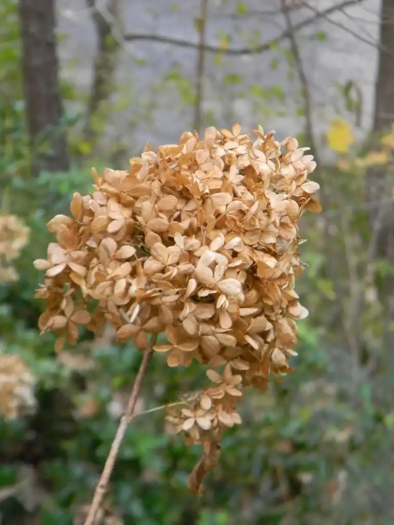 Фото Hydrangea paniculata 'Limelight' PP #12874 - Leaves (Buncombe County, NC)-Fall:Randy Harter