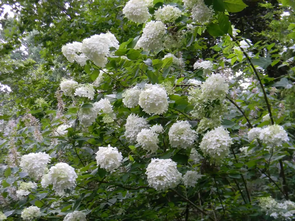 Фото Hydrangea paniculata 'Limelight' PP #12874 - Form (Buncombe County, NC):Randy Harter