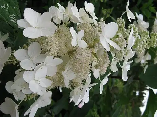 Photo of Hydrangea paniculata (Hydrangea paniculatas)