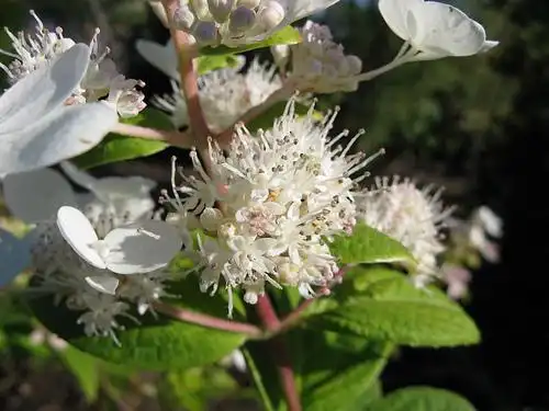 Photo of Hydrangea paniculata (Hydrangea paniculatas)