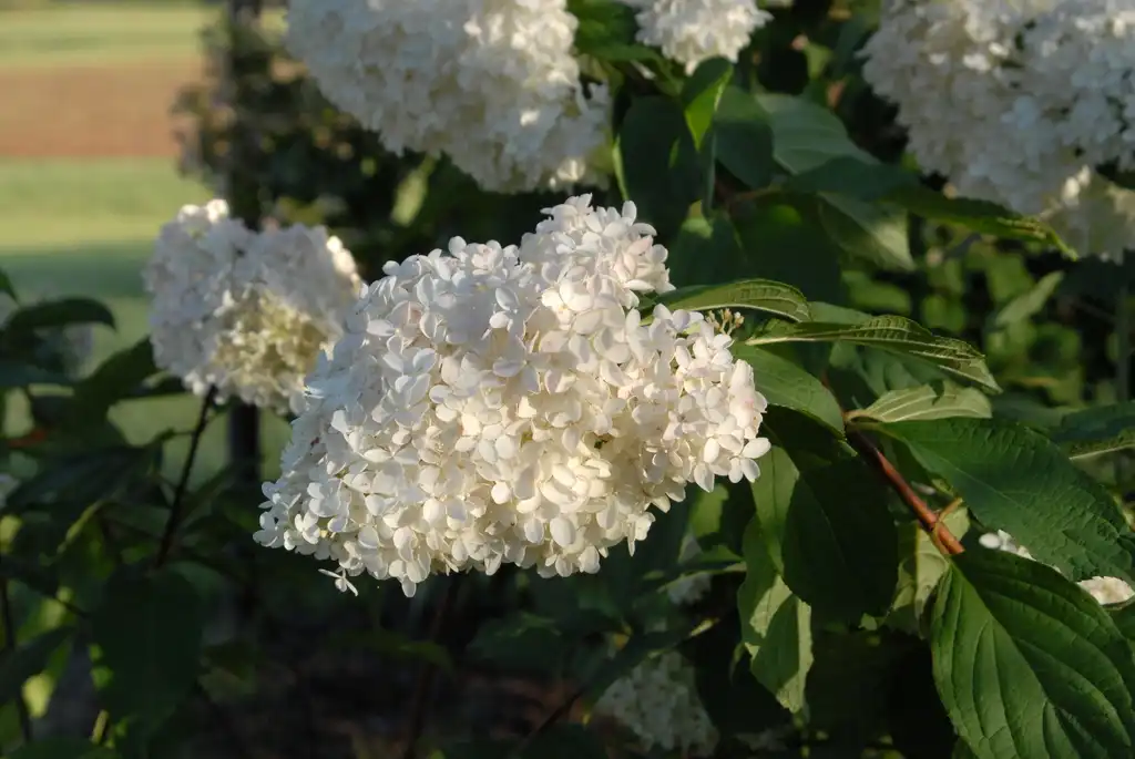 Photo of Hydrangea paniculata - 'Little Lamb' Flowers:Jim Robbins