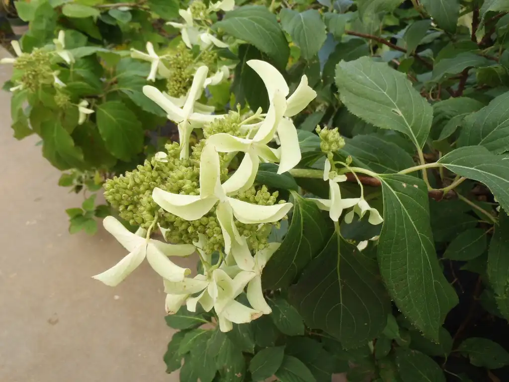 Photo of Hydrangea paniculata - 'Le Vasterival' Flower and Leaves:Jim Robbins