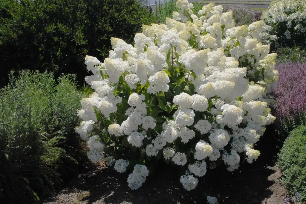 Photo of Hydrangea paniculata - 'Little Lamb' Full Form:Jim Robbins