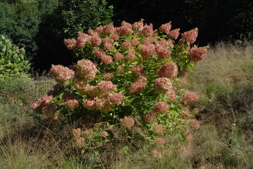 Photo of Hydrangea paniculata - 'Phantom' Flower Form:Jim Robbins
