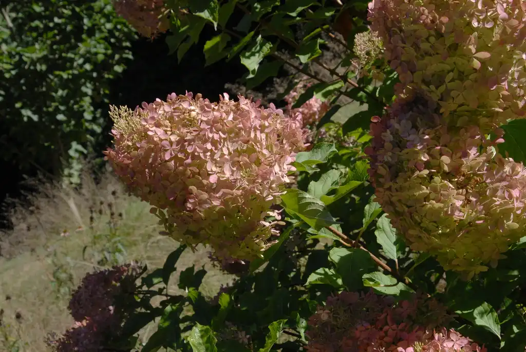 Photo of Hydrangea paniculata - 'Phantom' Flower and Leaves:Jim Robbins