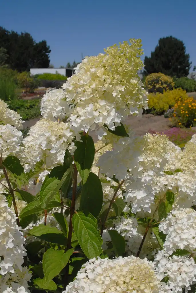 Photo of Hydrangea paniculata - 'Little Lamb' Flower and Leaves:Jim Robbins